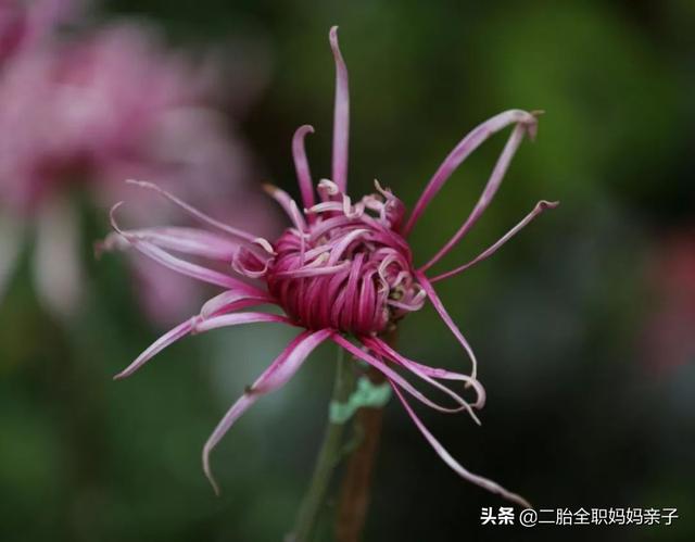 仅5%中考生上普高，学生太渣或学校太差？家长无法淡定接受事实