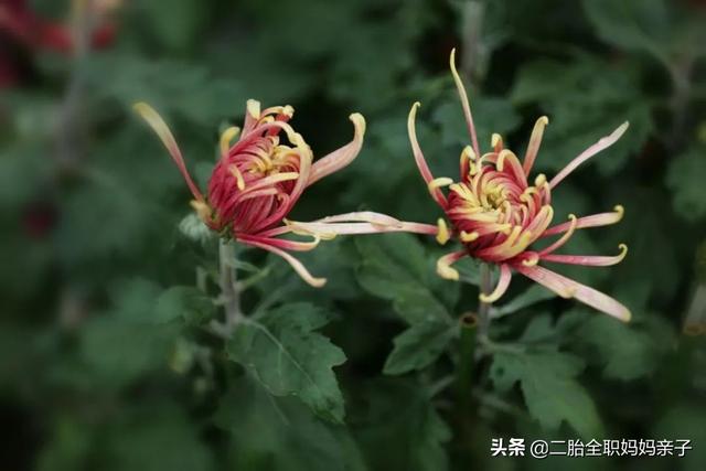 仅5%中考生上普高,学生太渣或学校太差?家长无法淡定接受事实