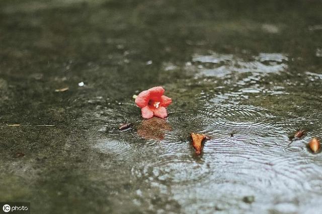 中考辅导：三步读懂徐再思的《水仙子 夜雨》，轻松答题